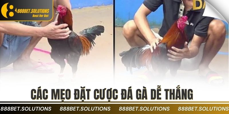 Các mẹo đặt cược đá gà dễ thắng