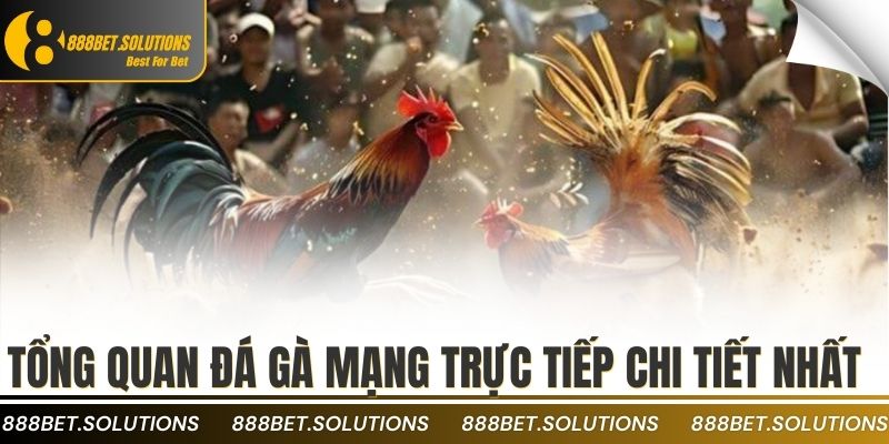 Tổng quan đá gà mạng trực tiếp chi tiết nhất