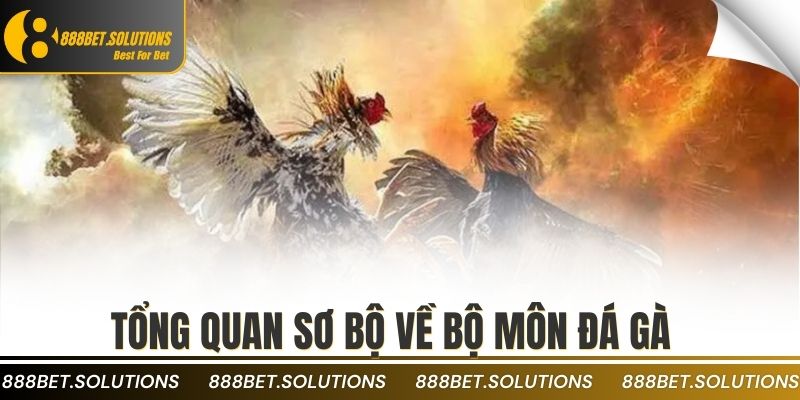 Cách Thức Theo Dõi Đá Gà Campuchia Trực Tuyến Chuẩn Xác 2 Tổng quan sơ bộ về bộ môn đá gà