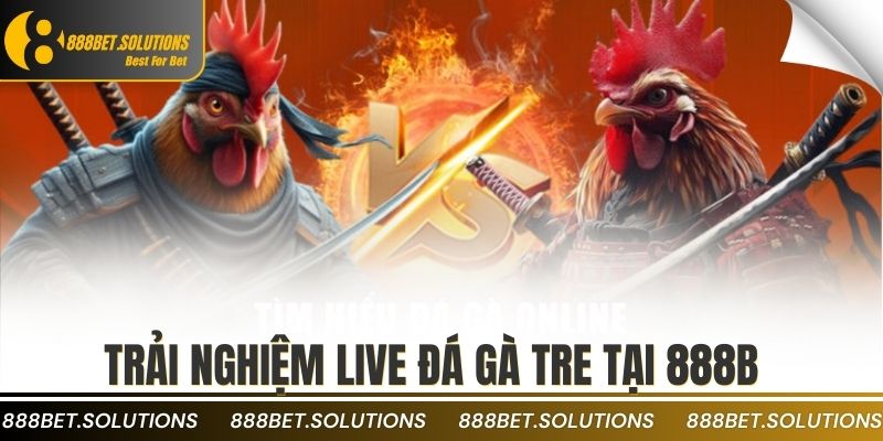 Live Trực Tiếp Đá Gà Với Bình Luận Viên Hài Hước, Chuyên Nghiệp 4 Trải nghiệm live đá gà tre tại 888b